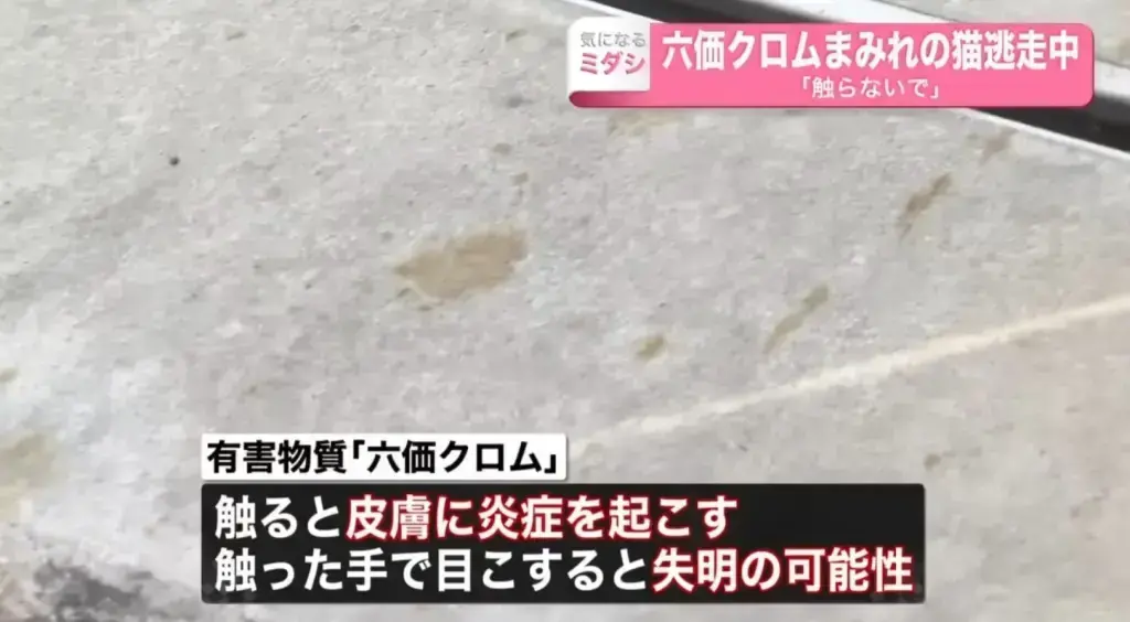 Японский город предупредили остерегаться кота, упавшего в чан с токсичными химикатами