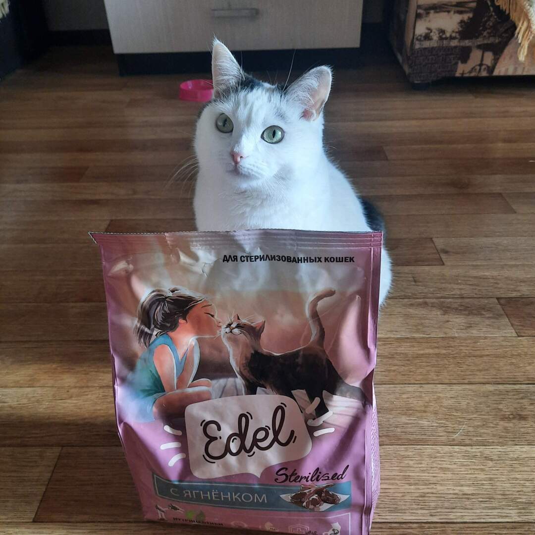 5 отечественных кормов, которые полюбились моей кошке.