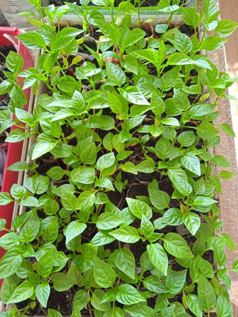 Мой островок зелени на окне: что посажено и растет у меня дома на окне, или история о том, как превратить подоконник в зеленую лужайку