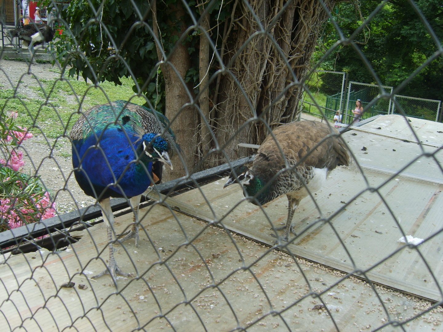 Сочи. Наша поездка в «Дендрарий». Масса впечатлений от удивительных растений!