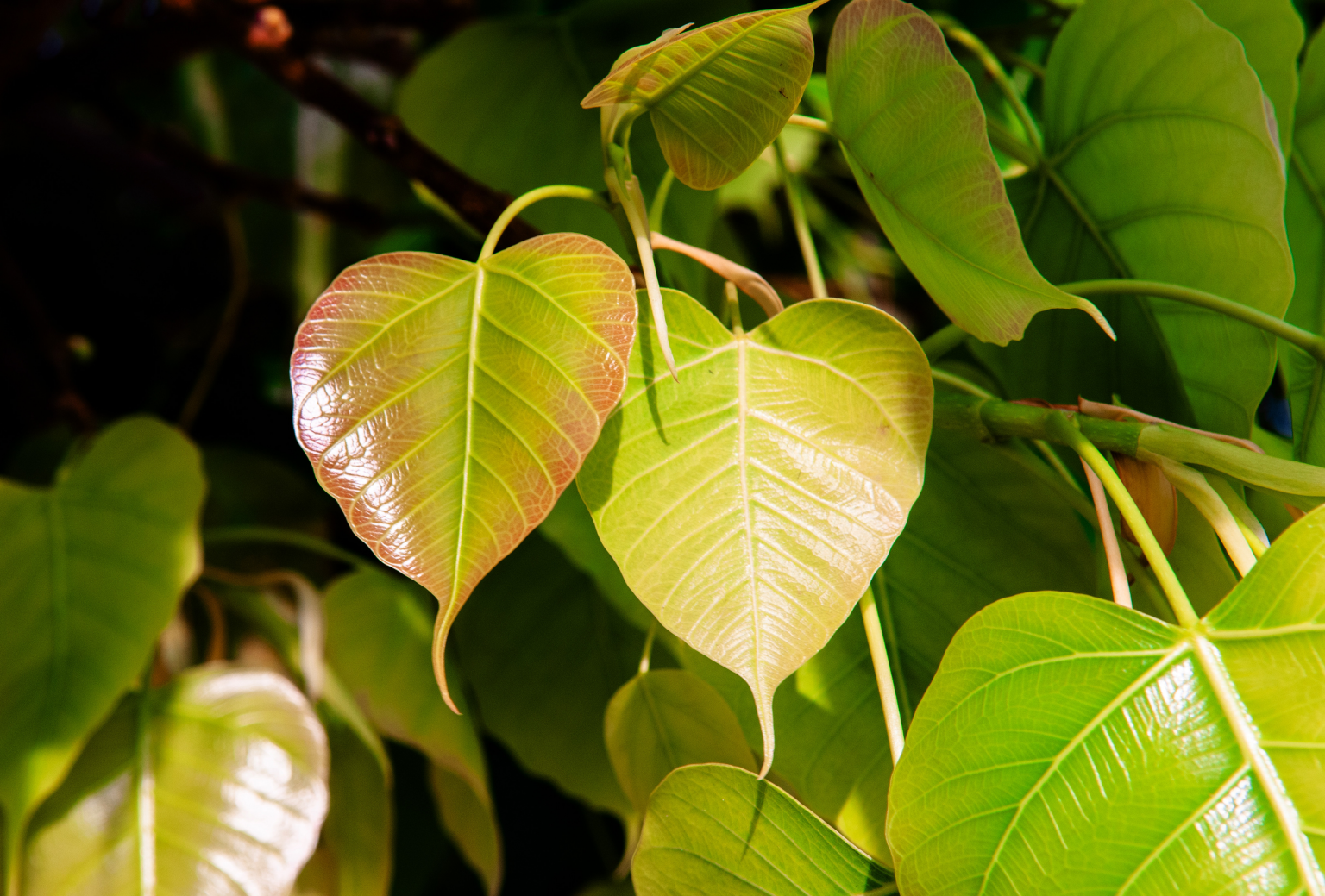 Как сердце стало представлено таким , каким мы его знаем. Как появился символ любви ?