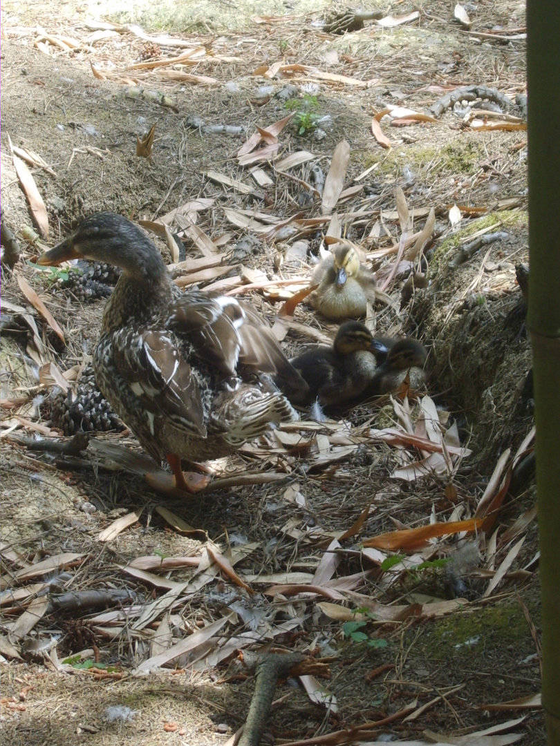 Сочи. Наша поездка в «Дендрарий». Масса впечатлений от удивительных растений!