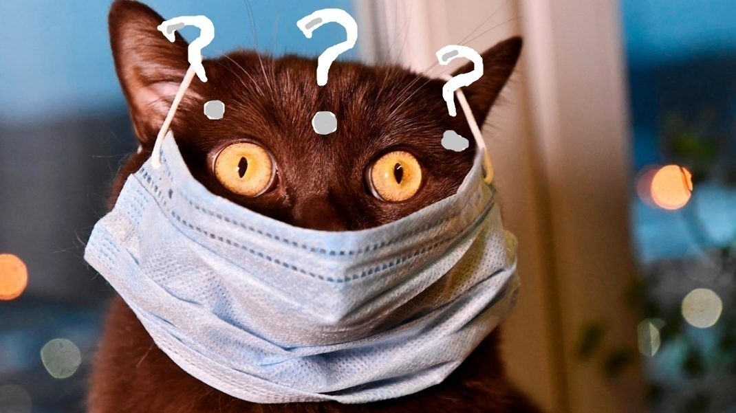 А решают ли что-то выборы (любые) в современной РФ?