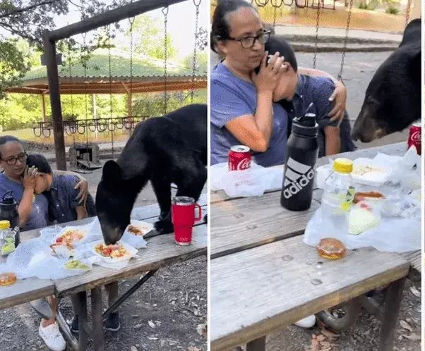 Мать защитила сына руками от медведя