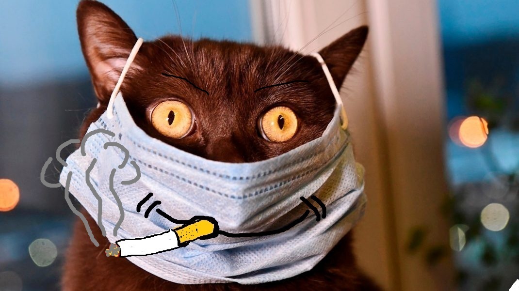 Ну наконец то выходной или чем заняться хвостатому в воскресенье.