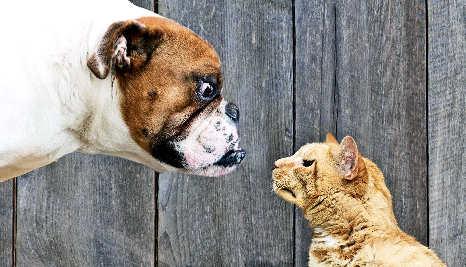 Почему собаки враждуют с кошками?