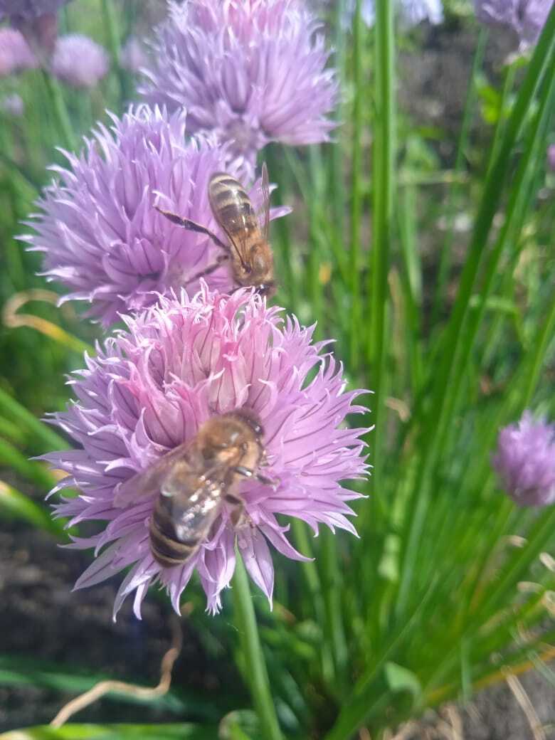 Мои лучшие дачные друзья: или один из секретов моего хорошего урожая клубники, жимолости, смородины, абрикос, алычи, груш и яблок