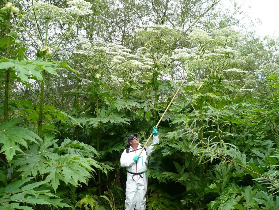 Борьба с борщевиком. Новый закон призывает дачников взять ответственность в свои руки!