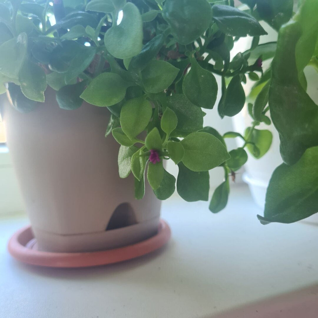 Как борюсь с земляной мошкой в рассаде?