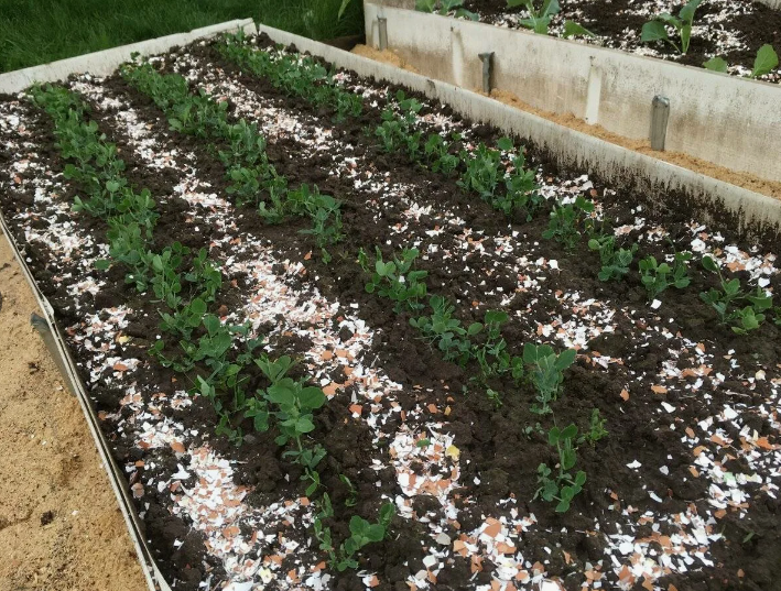 Польза яичной скорлупы для сада и огорода