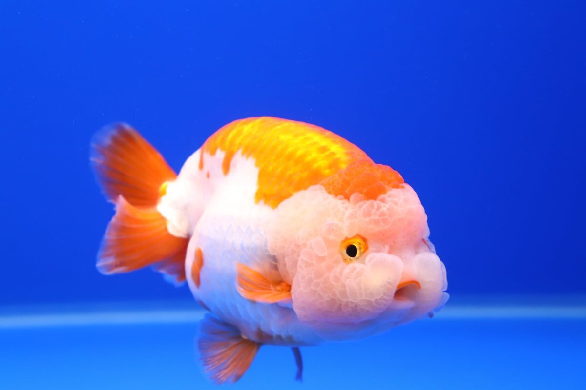 Золотая Рыбка Шуйгон: Миф или Реальность?