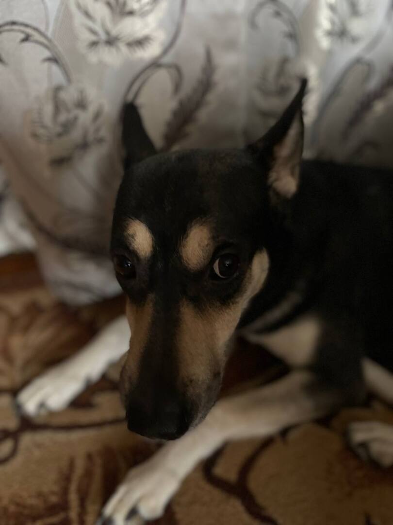 В нашем доме поселился... нет не сосед. История о том, как у нас появилась собака!