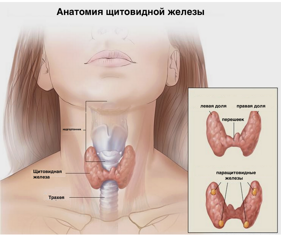 Что делать, если выявлены антитела к тиреоглобулину выше нормы.