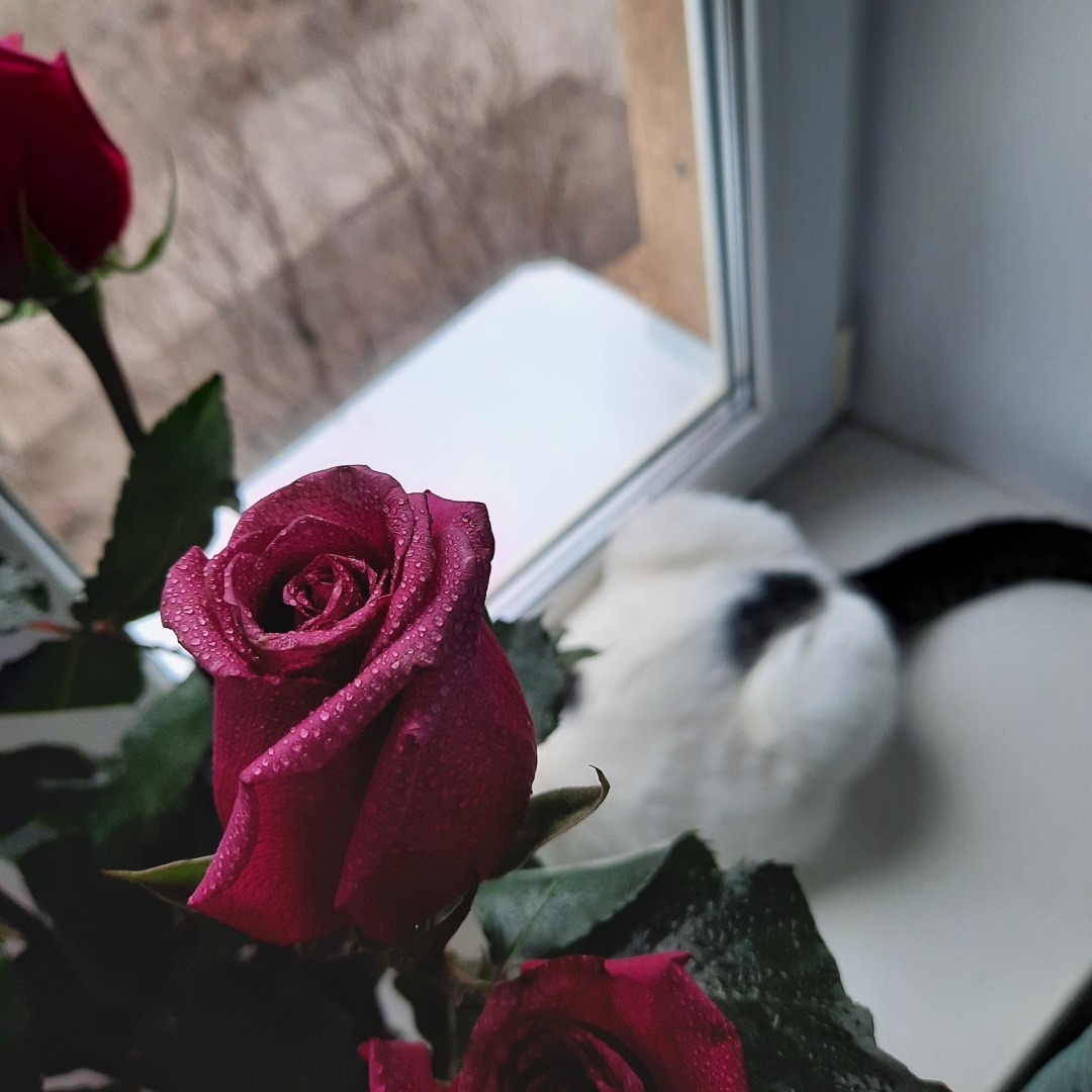 О современных рыцарях: обычных мальчиках, парнях и мужчинах.