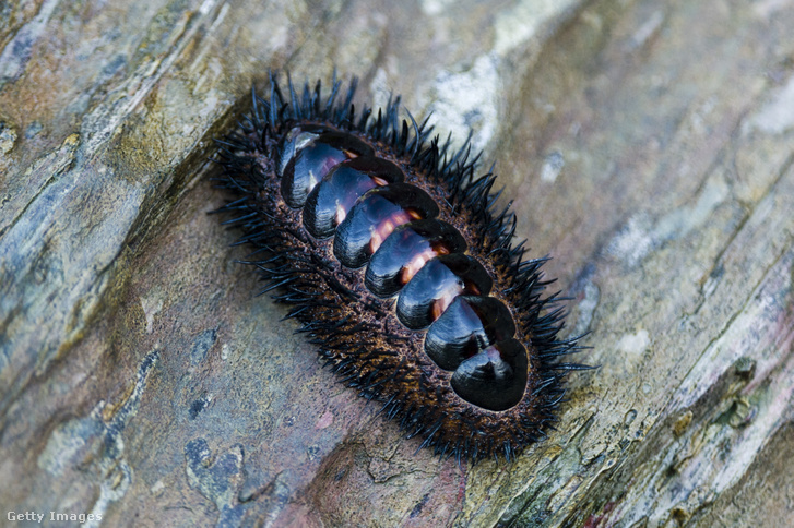 Исследователи разгадали тайну существа, у которого выросли глаза на панцире.