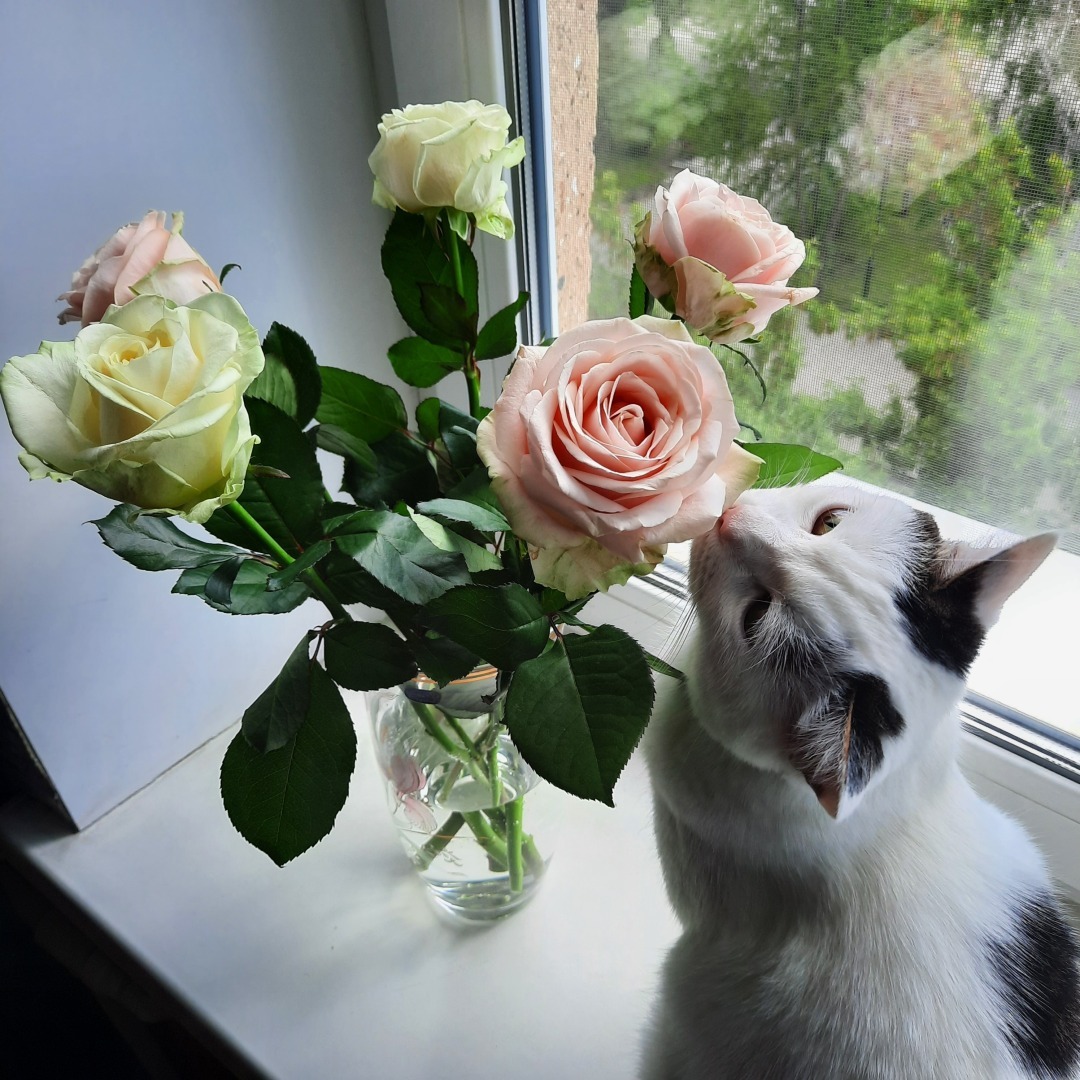 О современных рыцарях: обычных мальчиках, парнях и мужчинах.