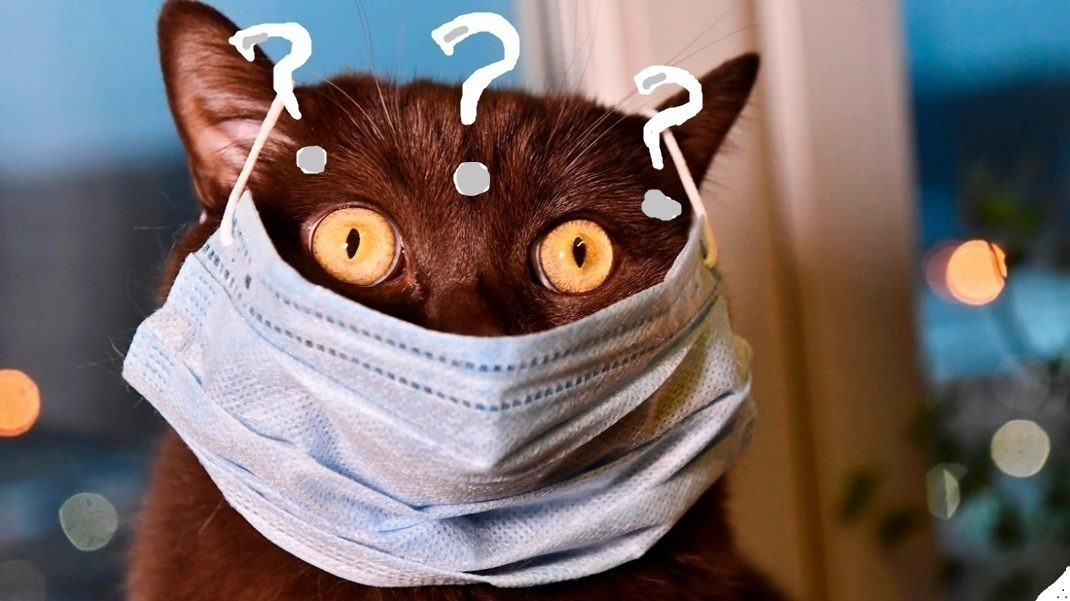 И таки снова опрос от Хвостатого