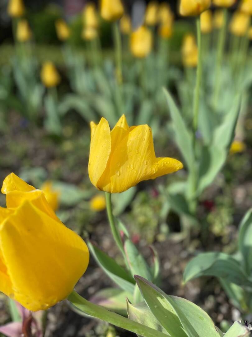 Полгода в Сочи: личный опыт. Впечатления, фото.