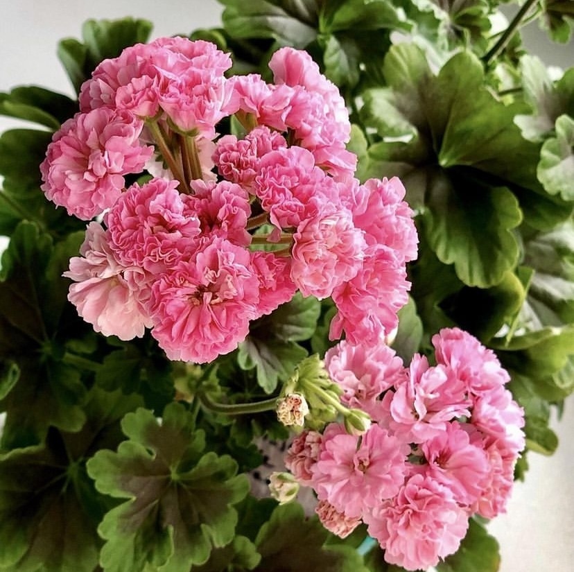 «Бабушкины» цветы - Пеларгонии