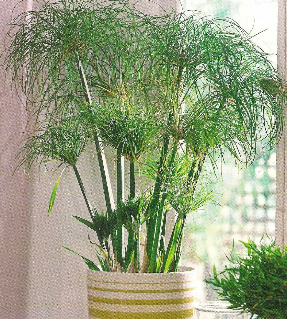 Не приносите их в дом: три комнатных растения, которые очень опасны для человека