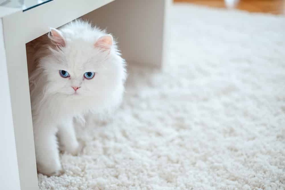 Что делать, если у кошки появилась перхоть