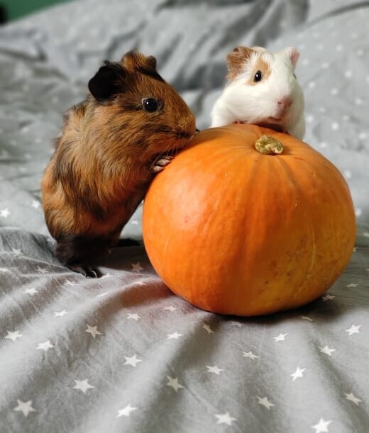 Морские свинки и агрессия. Один другому ухо откусил. Наши любимцы - Рыжик и Арнольд