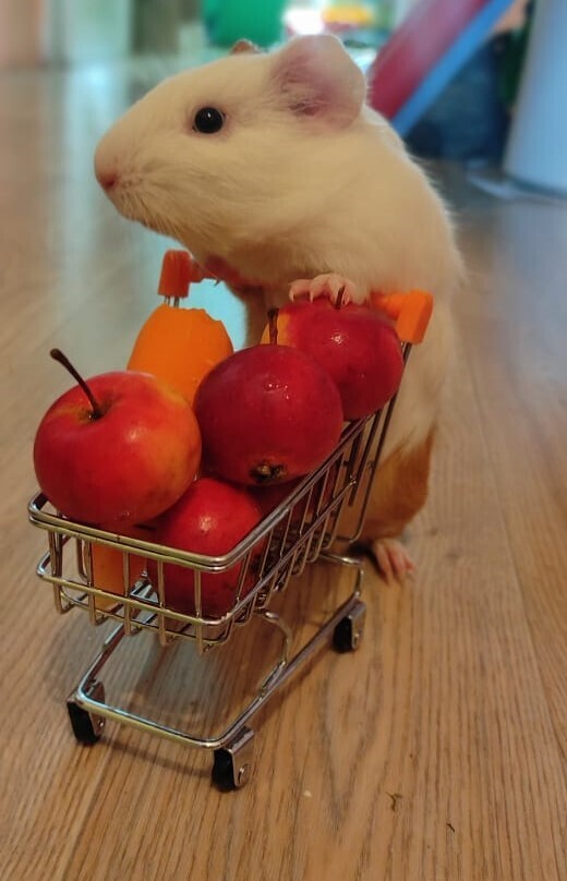 Морские свинки и агрессия. Один другому ухо откусил. Наши любимцы - Рыжик и Арнольд