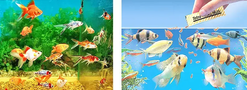 Правила ухода за аквариумом