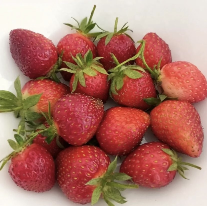 Посадка земляники в Сибири