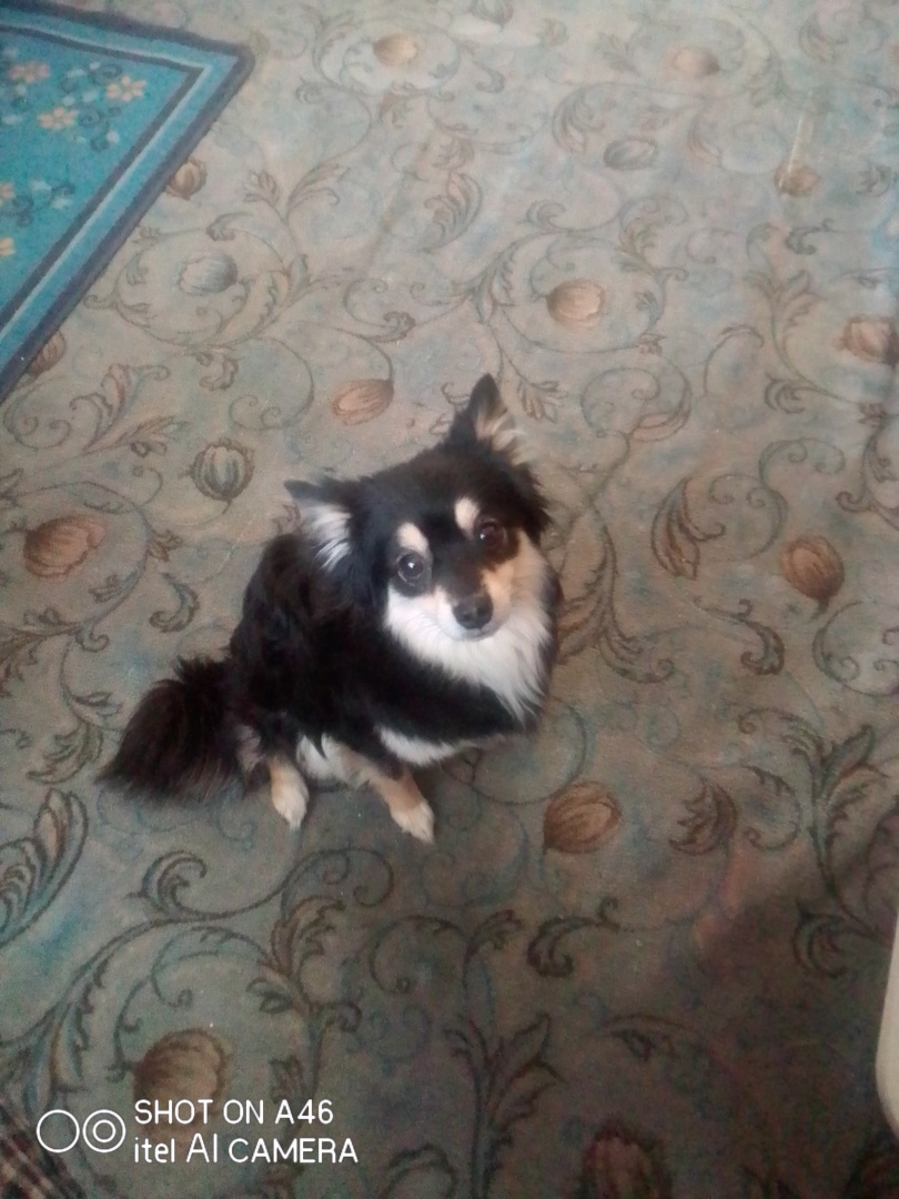 Собака Тимоха: мой верный друг и охранник!