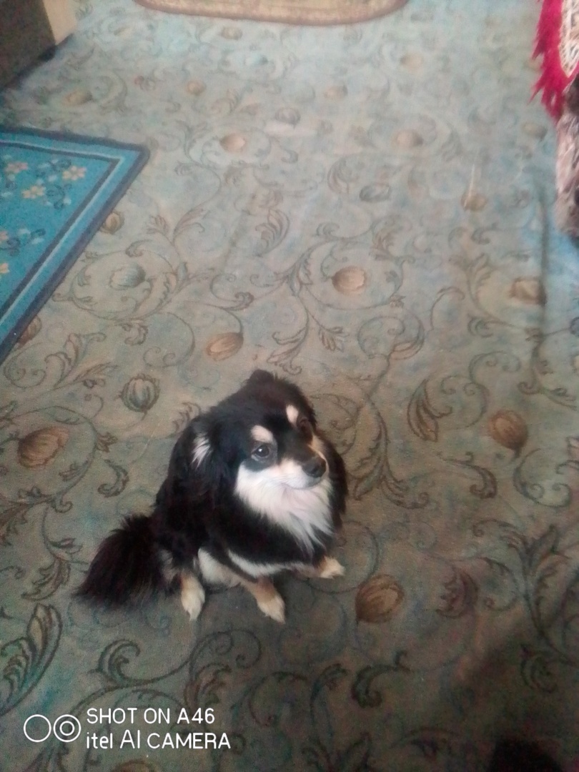 Собака Тимоха: мой верный друг и охранник!