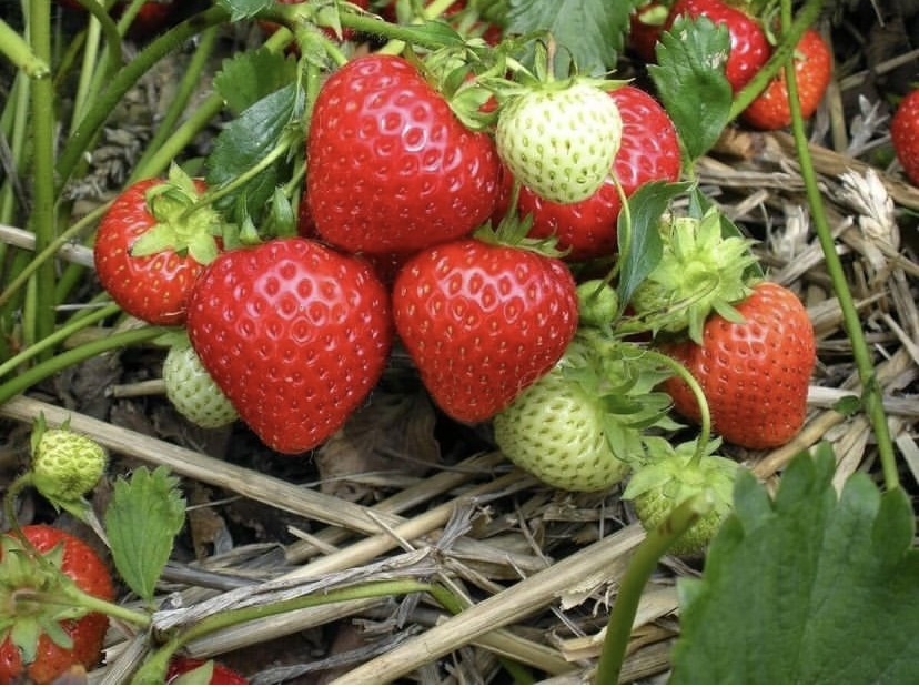 Посадка земляники в Сибири