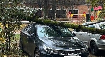 Во дворе на автомобиль упало дерево. УК отказала в возмещении вреда. Поставили УК на счетчик законно!