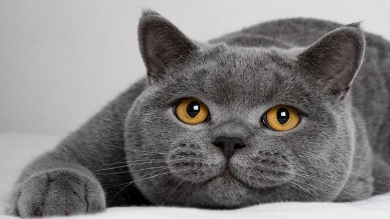 Британские кошки – уход за пушистыми аристократами