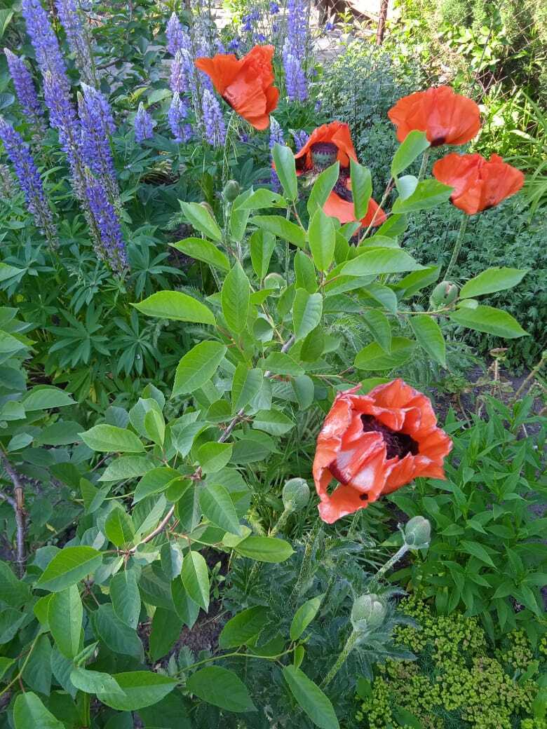 Как из погремушки вырастить красивые яркие свечи: делюсь своим цветочным опытом по выращиванию люпинов. Мой цветочный рай