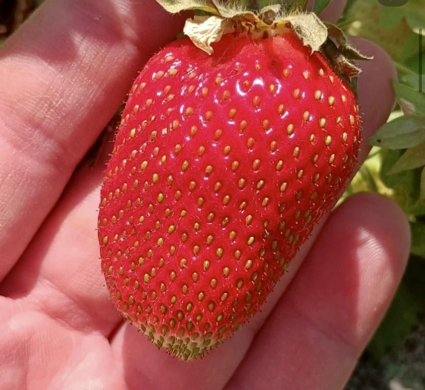 Немного про клубничку