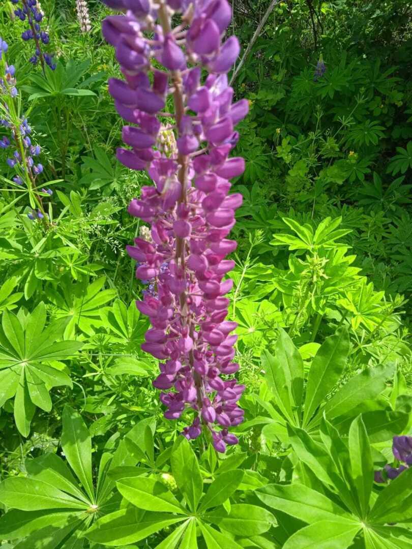Как из погремушки вырастить красивые яркие свечи: делюсь своим цветочным опытом по выращиванию люпинов. Мой цветочный рай