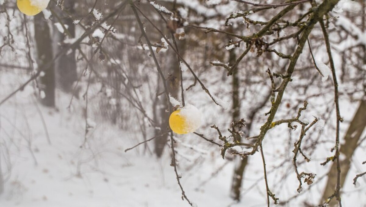 "Запуск Сезона с Зелёным Флагом: Ваш Путеводитель по Весеннему Уходу за Садом"