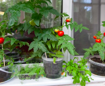 Выращиваем сочные помидоры дома. Проверенные бабушкины советы