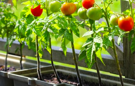 Выращиваем сочные помидоры дома. Проверенные бабушкины советы