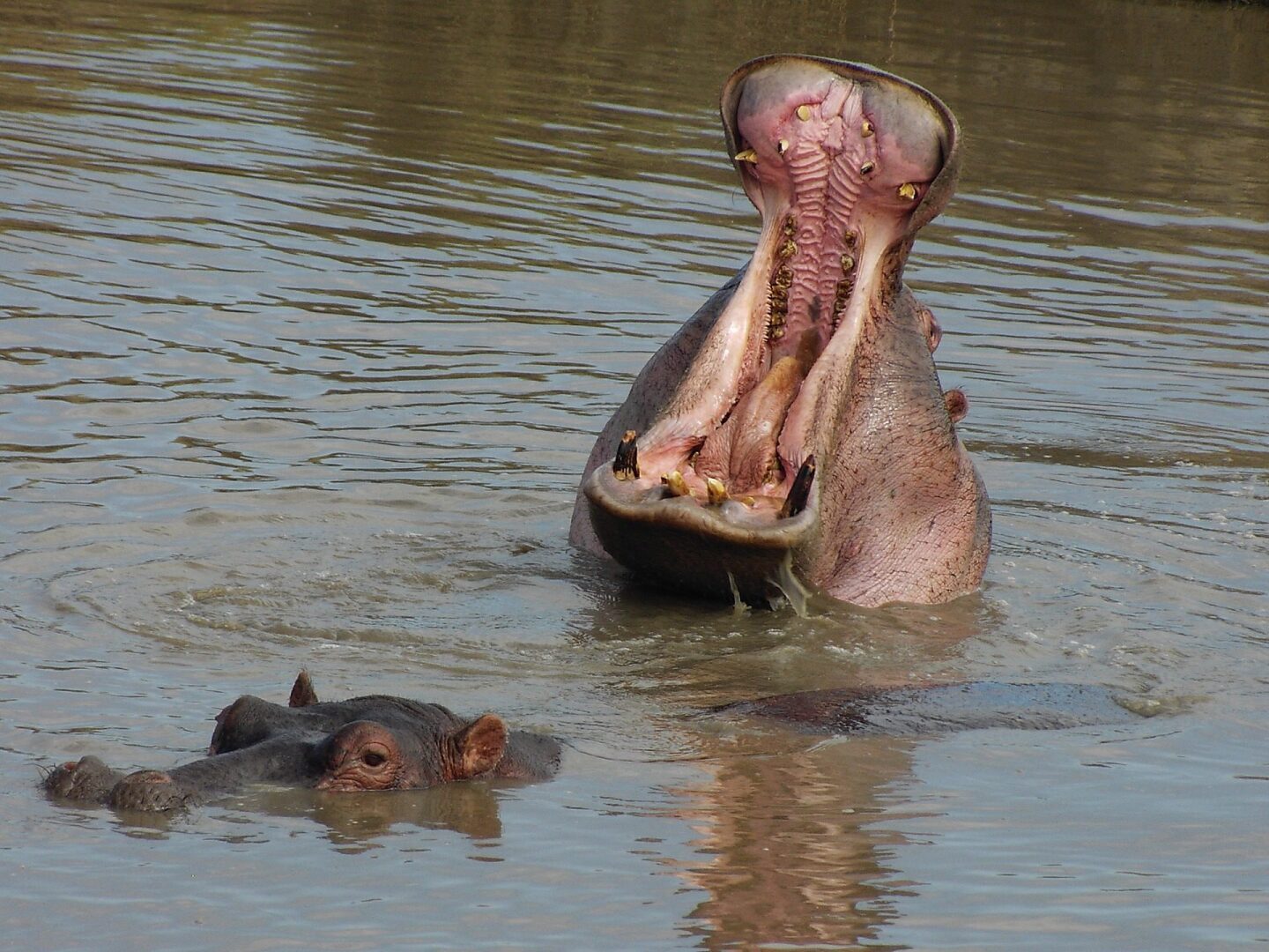 Повседневная жизнь Эфиопии. Где в Москве попробовать тефф