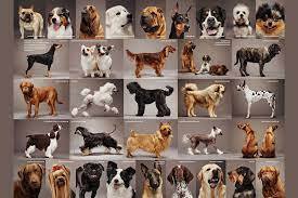 Собаки понимают больше, чем кажутся