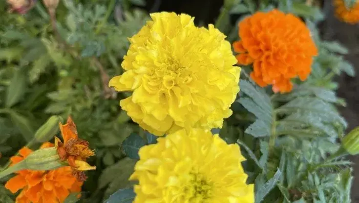 Растения и приправы, которые отпугивают комаров на даче, в парке или на балконе.