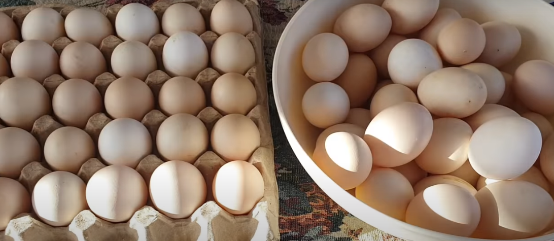 Производство яиц в России адаптировано под запросы потребителей