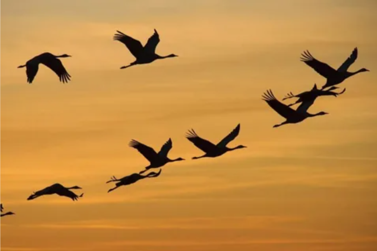 "Крокус сити холл": Постфактум