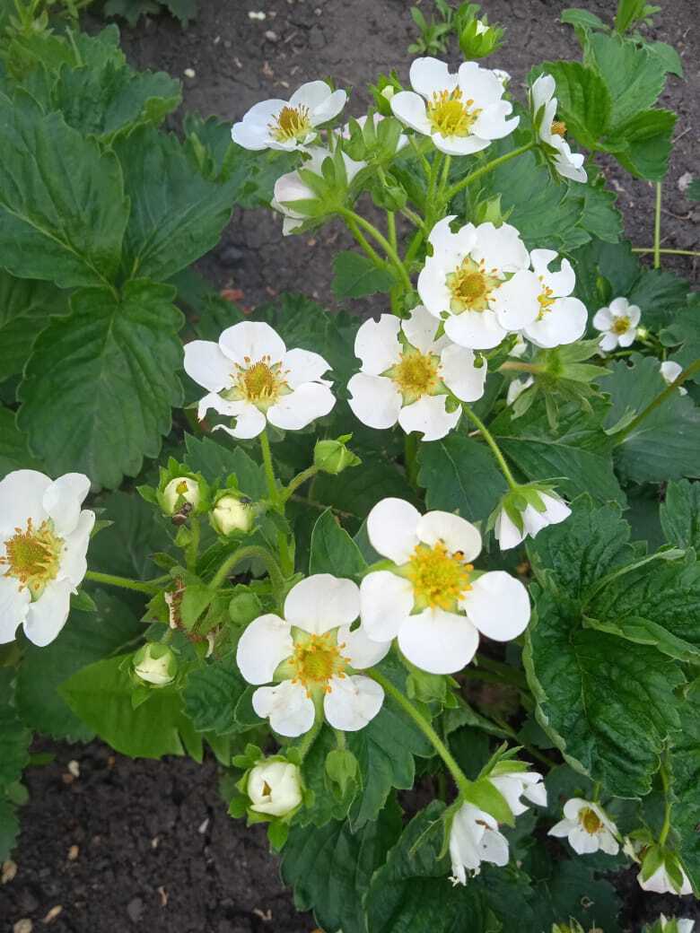 Мой цветущий белоснежный майский сад: цветущие абрикосы, черешня, вишни, яблони, клубника.Мои фотографии майской красоты.