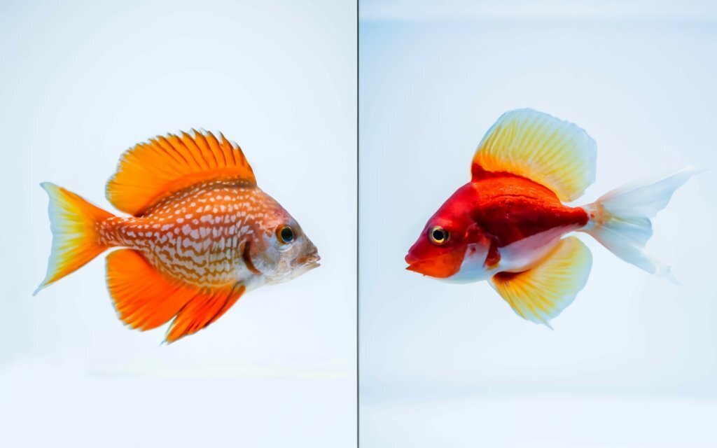 Какая рыба полезнее: красная или белая?