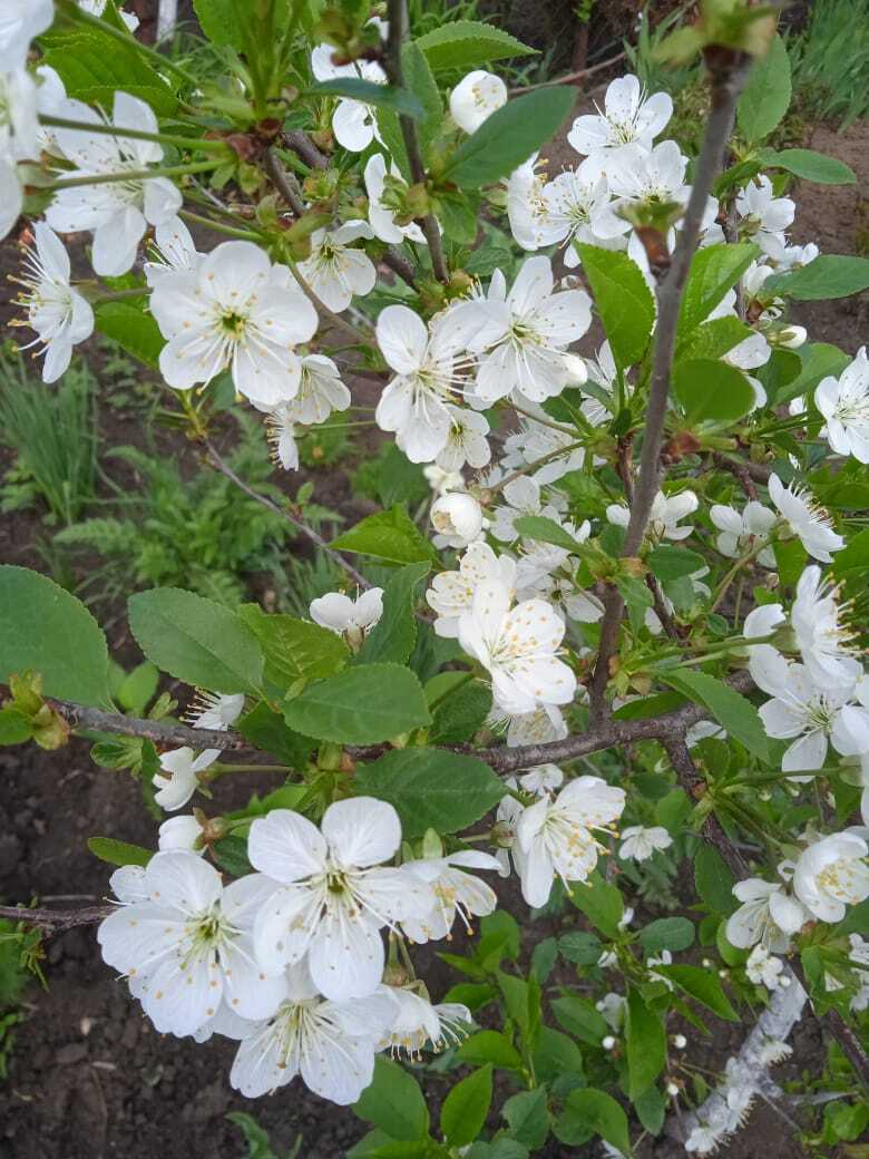 Мой цветущий белоснежный майский сад: цветущие абрикосы, черешня, вишни, яблони, клубника.Мои фотографии майской красоты.