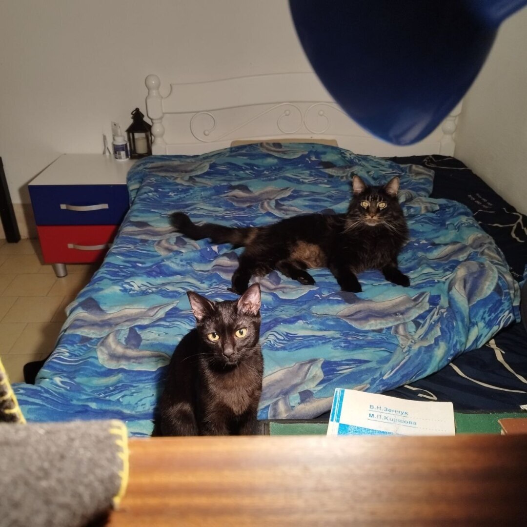 Моего котика больше нет, он уходил у меня на руках, или О любви к животным