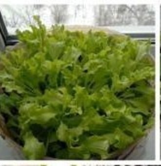 Мой опыт выращивания зелени на подоконнике. А вы как справляетесь с авитаминозом?